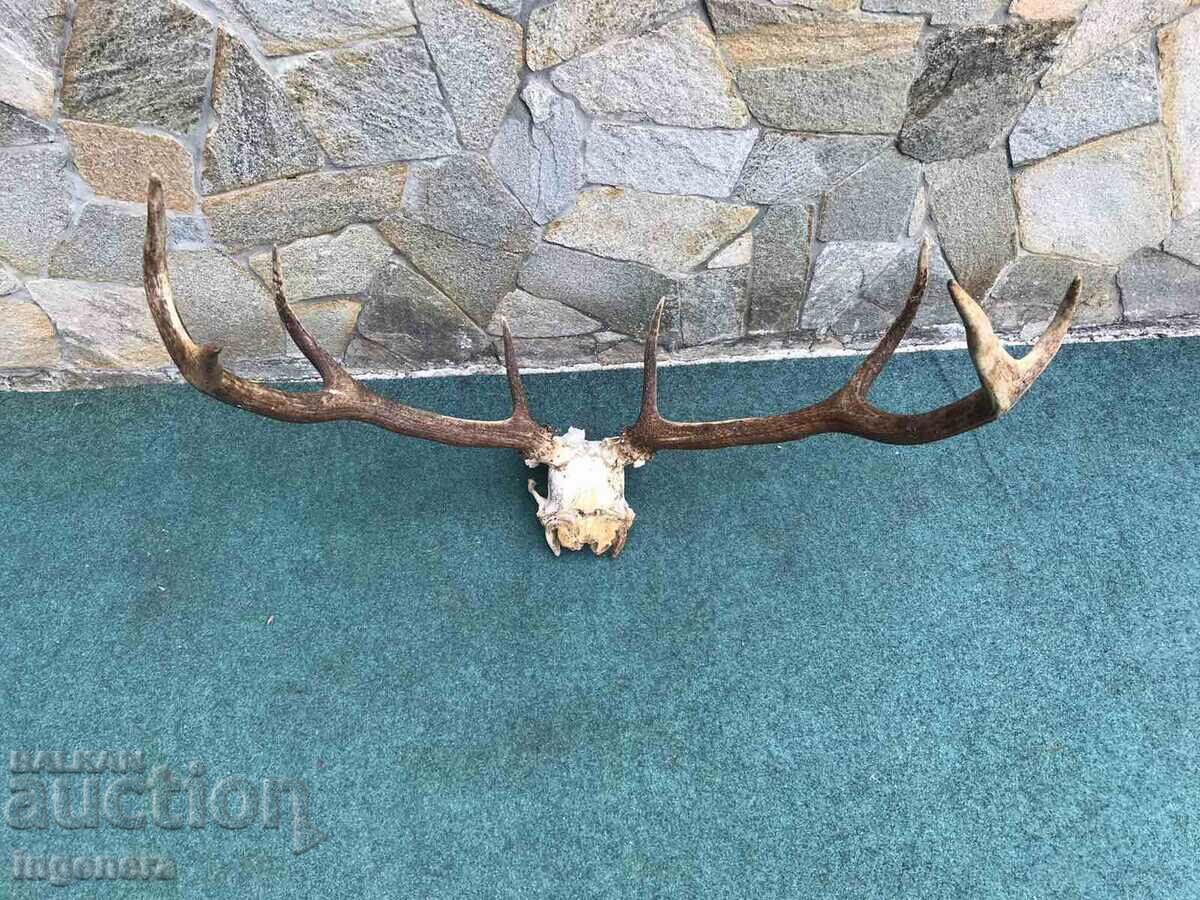 ROGA ELENSKI - 6 ROGA ELENSKI - 6