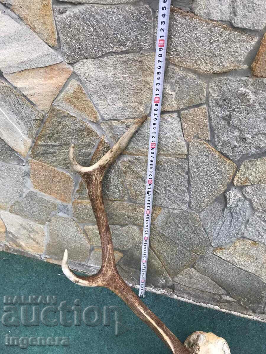 ROGA ELENSKI - 7 ROGA ELENSKI - 7