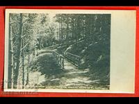 CARD NETTING PINE FOREST BRIDGE OF SIGHS 1948