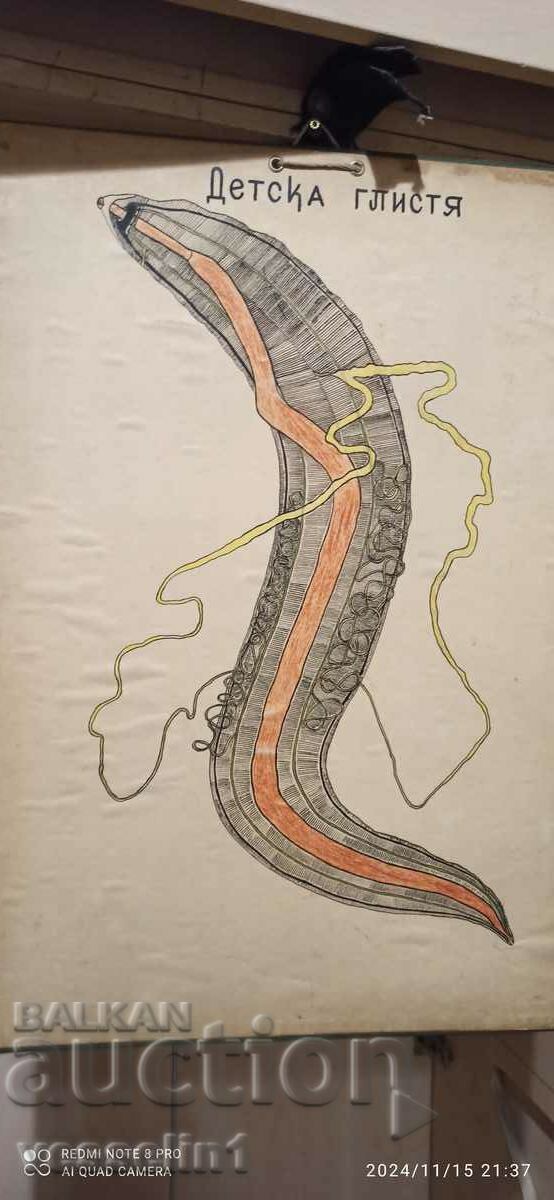 Стара табела учебно табло детски глист