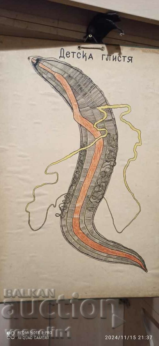 Old school board children's worm board Old school board children's worm board