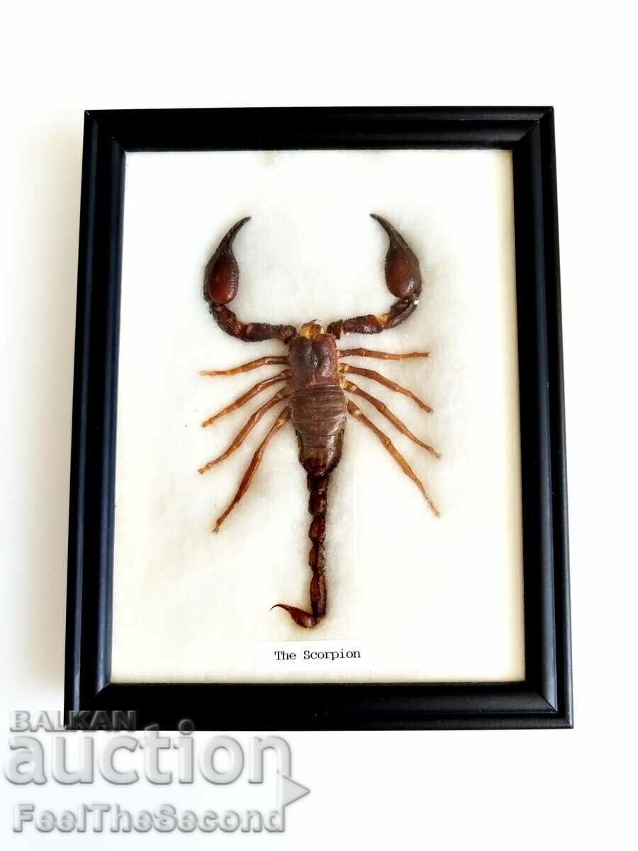 A framed large stuffed scorpion