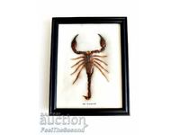 A framed large stuffed scorpion