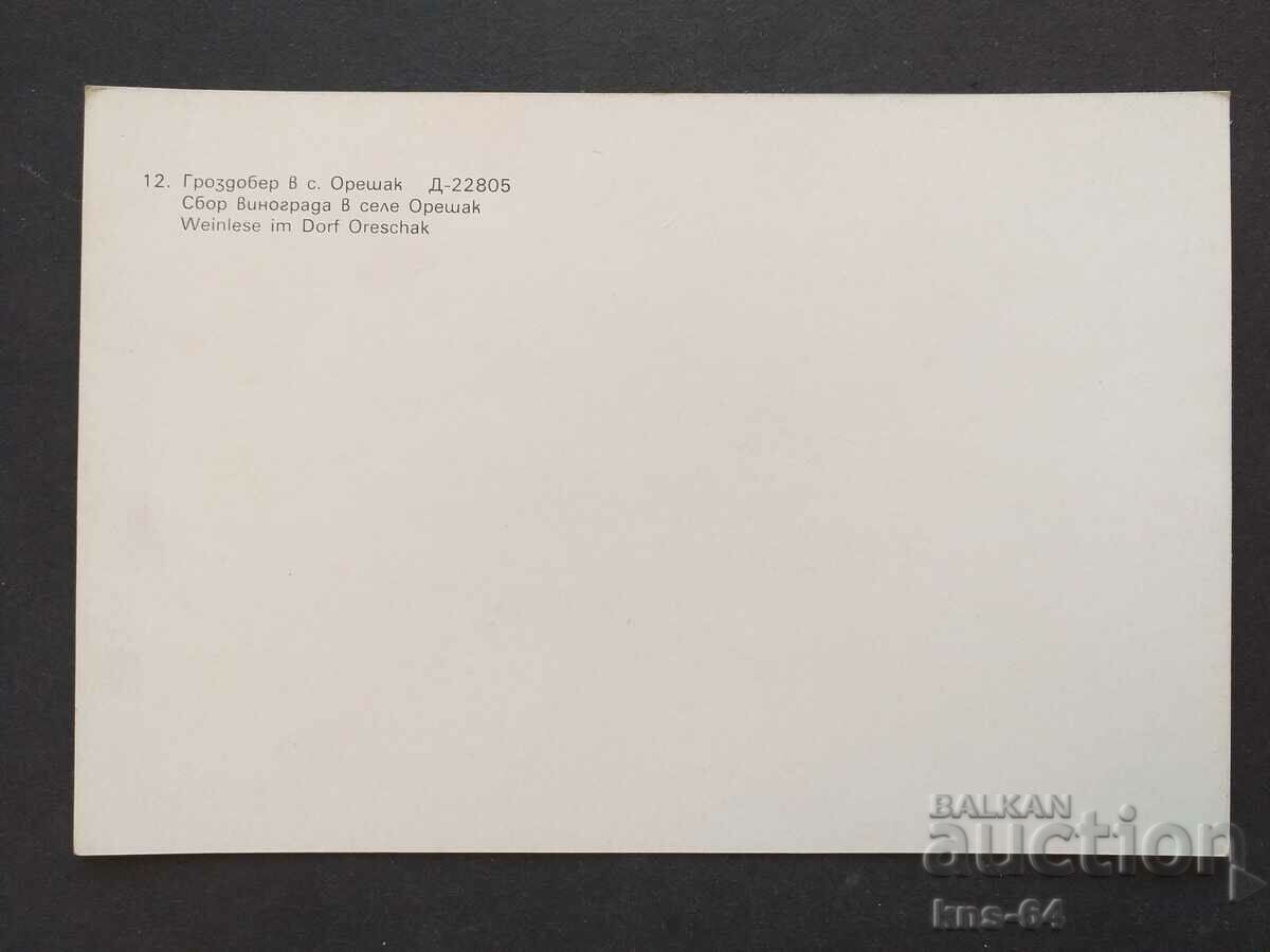 Гроздобер в с. Орешак с цена 0.95 лв. | € 0.49 Гроздобер в с. Орешак с цена 0.95 лв. | € 0.49