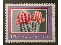 Hungary 1971 Flora/Flowers/Cacti Stamp