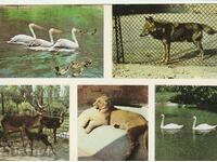 Bulgaria - PK - Grădina Zoologică din Varna