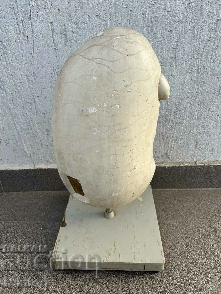 Delivery of Soc Educational Layout Model Biology Uchtehprom Delivery of Soc Educational Layout Model Biology Uchtehprom