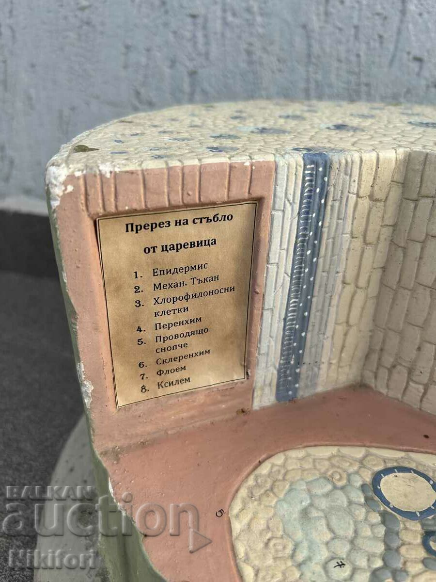 Соц Учебен Макет Модел Биология Учтехпром - 5 Соц Учебен Макет Модел Биология Учтехпром - 5