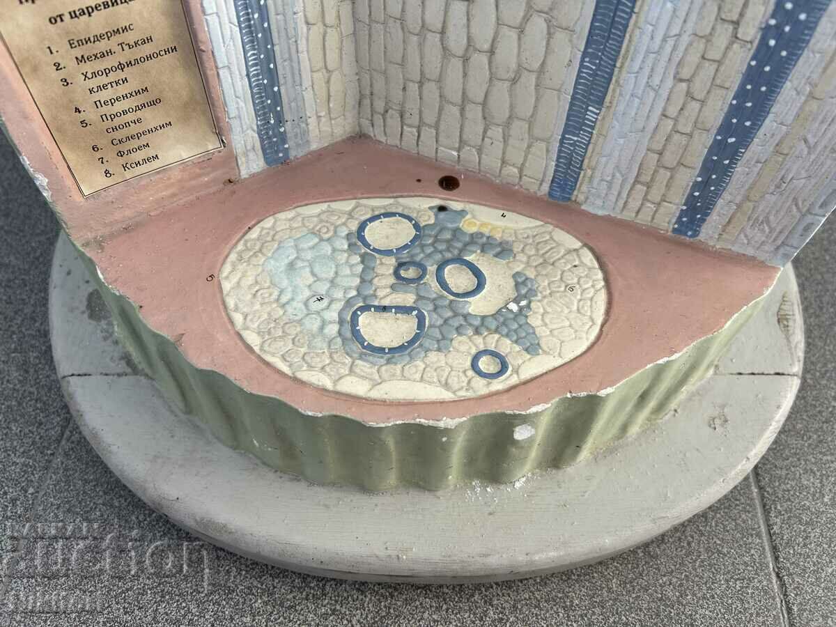 Soc Educational Layout Model Biology Uchtehprom - 6