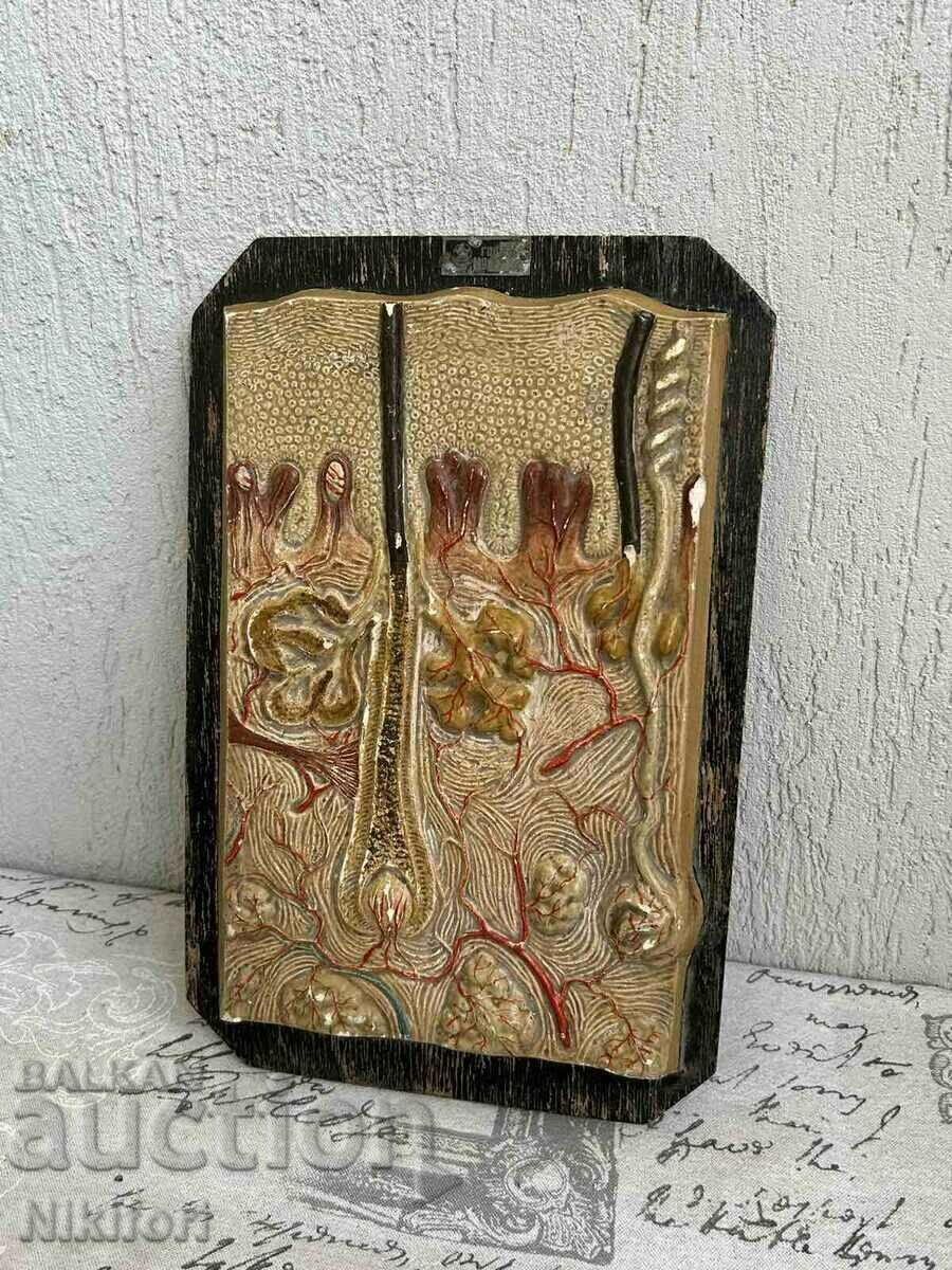 Soc Anatomical Educational Model Model Uchtehprom with price 155.00 BGN | € 79.25 Soc Anatomical Educational Model Model Uchtehprom with price 155.00 BGN | € 79.25