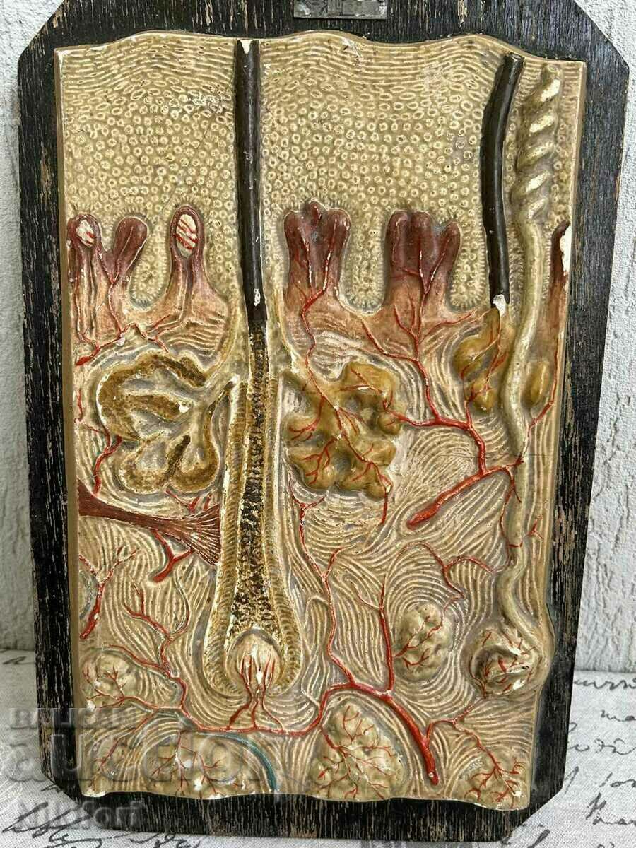 Delivery of Soc Anatomical Educational Model Model Uchtehprom Delivery of Soc Anatomical Educational Model Model Uchtehprom