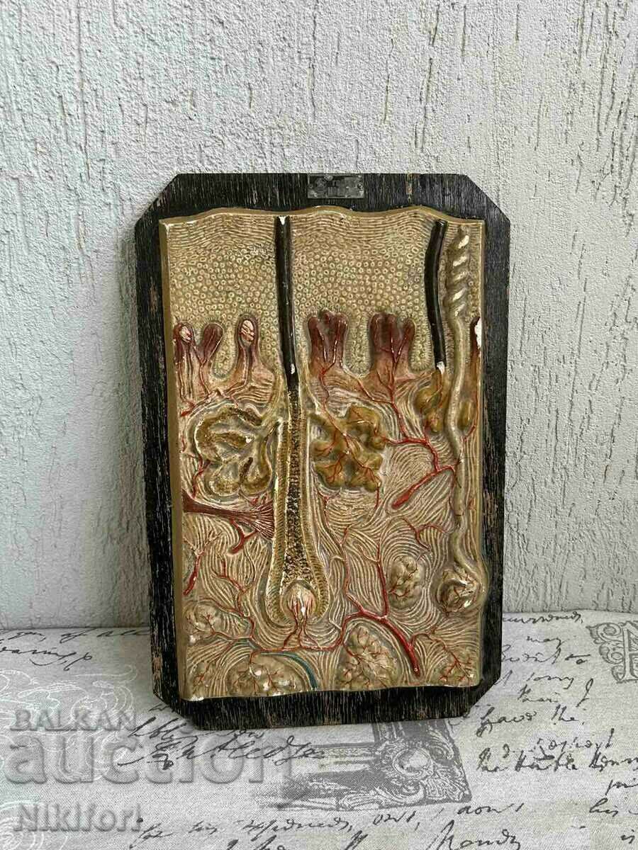 Soc Anatomical Educational Model Model Uchtehprom Soc Anatomical Educational Model Model Uchtehprom