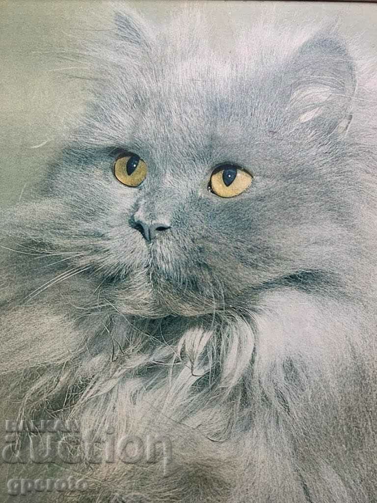 Old large painting-Persian cat-52/45cm