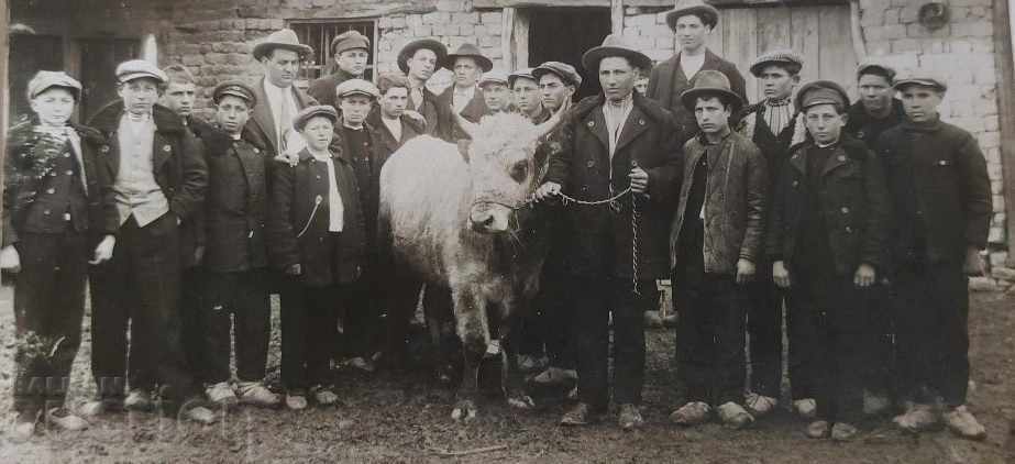 , FOTOGRAFIE VECHIA REGATUL BULGARIA BUL DE VACA DE BIVOL