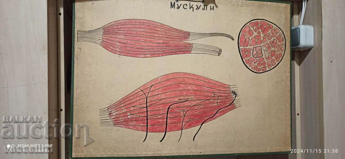 Old educational board double-sided, bone and muscle system. with price 45.00 BGN | € 23.01 Old educational board double-sided, bone and muscle system. with price 45.00 BGN | € 23.01