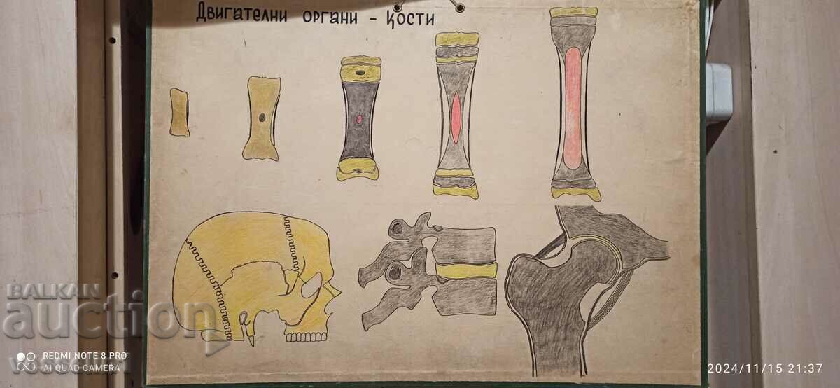 Old educational board double-sided, bone and muscle system.