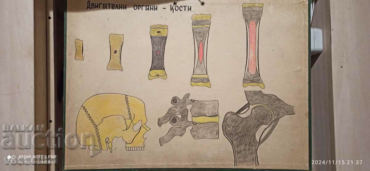 Old educational board double-sided, bone and muscle system. Old educational board double-sided, bone and muscle system.