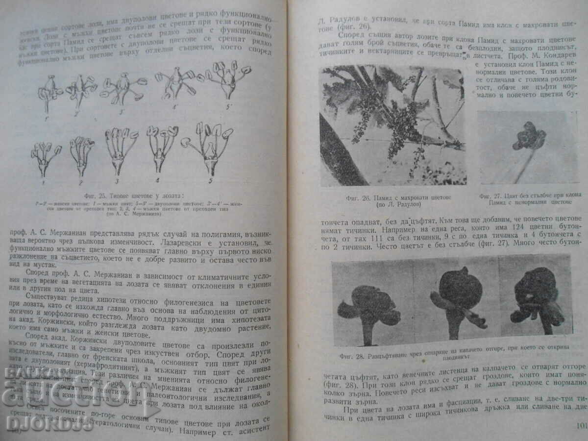 Viticulture, textbook for the students of VSI in Sofia and Plovdiv with price 15.00 BGN | € 7.67