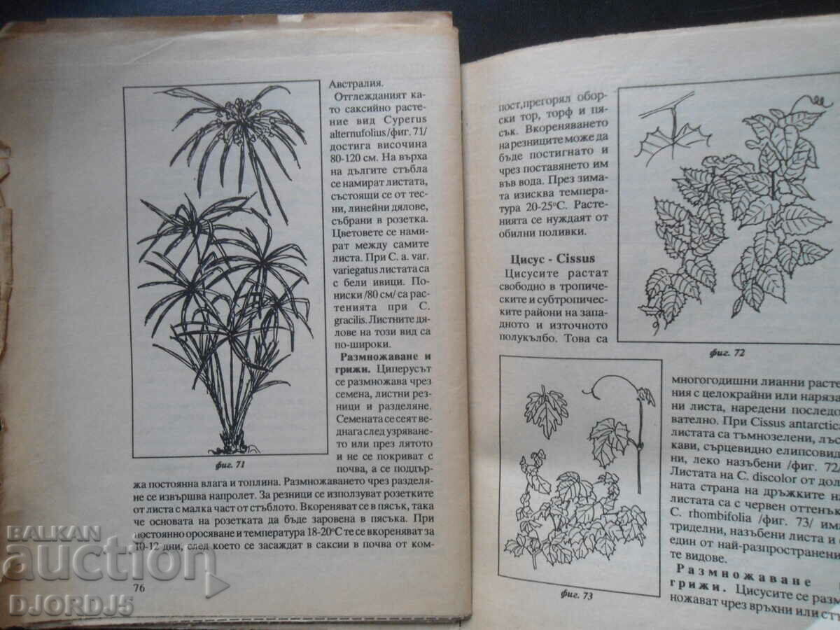 Auction Indoor leaf-decorative plants Auction Indoor leaf-decorative plants