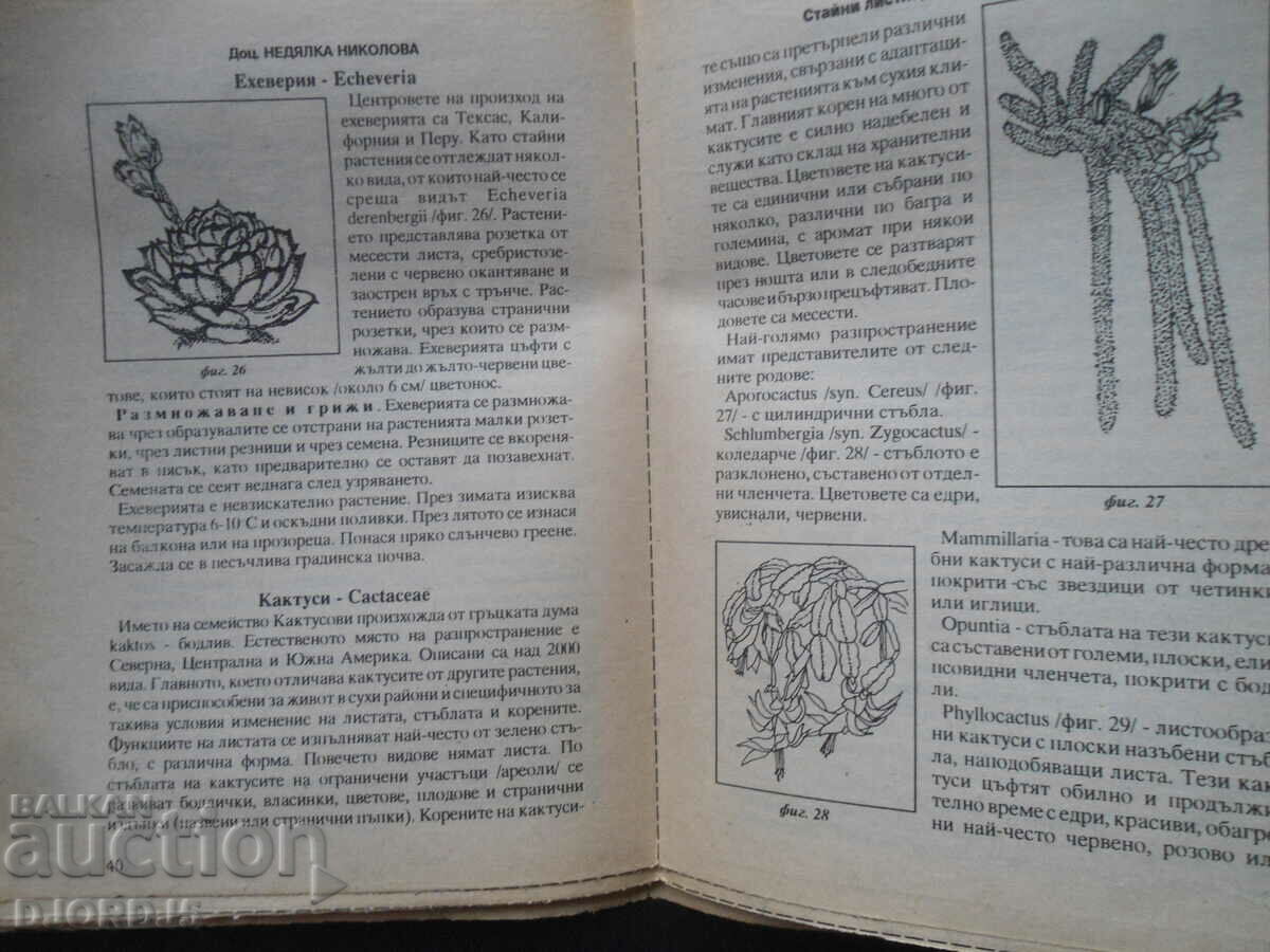 Delivery of Indoor leaf-decorative plants Delivery of Indoor leaf-decorative plants