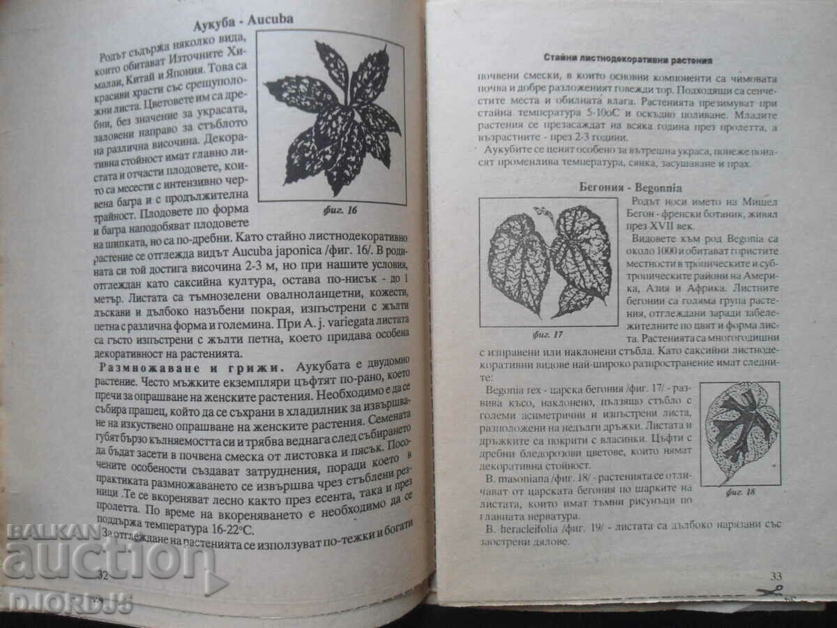 Indoor leaf-decorative plants - 5 Indoor leaf-decorative plants - 5