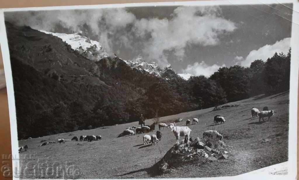 , THE 30'S SHEPHERD GOAT HERDER GOAT MOUNTAIN SHEEP ΦΩΤΟΓΡΑΦΙΑ