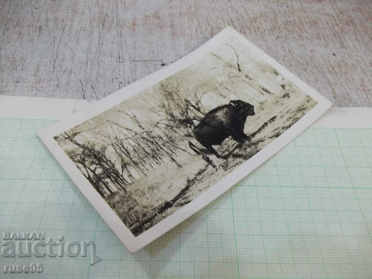 Auction Old photo of bison in America Auction Old photo of bison in America
