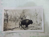 Old photo of bison in America