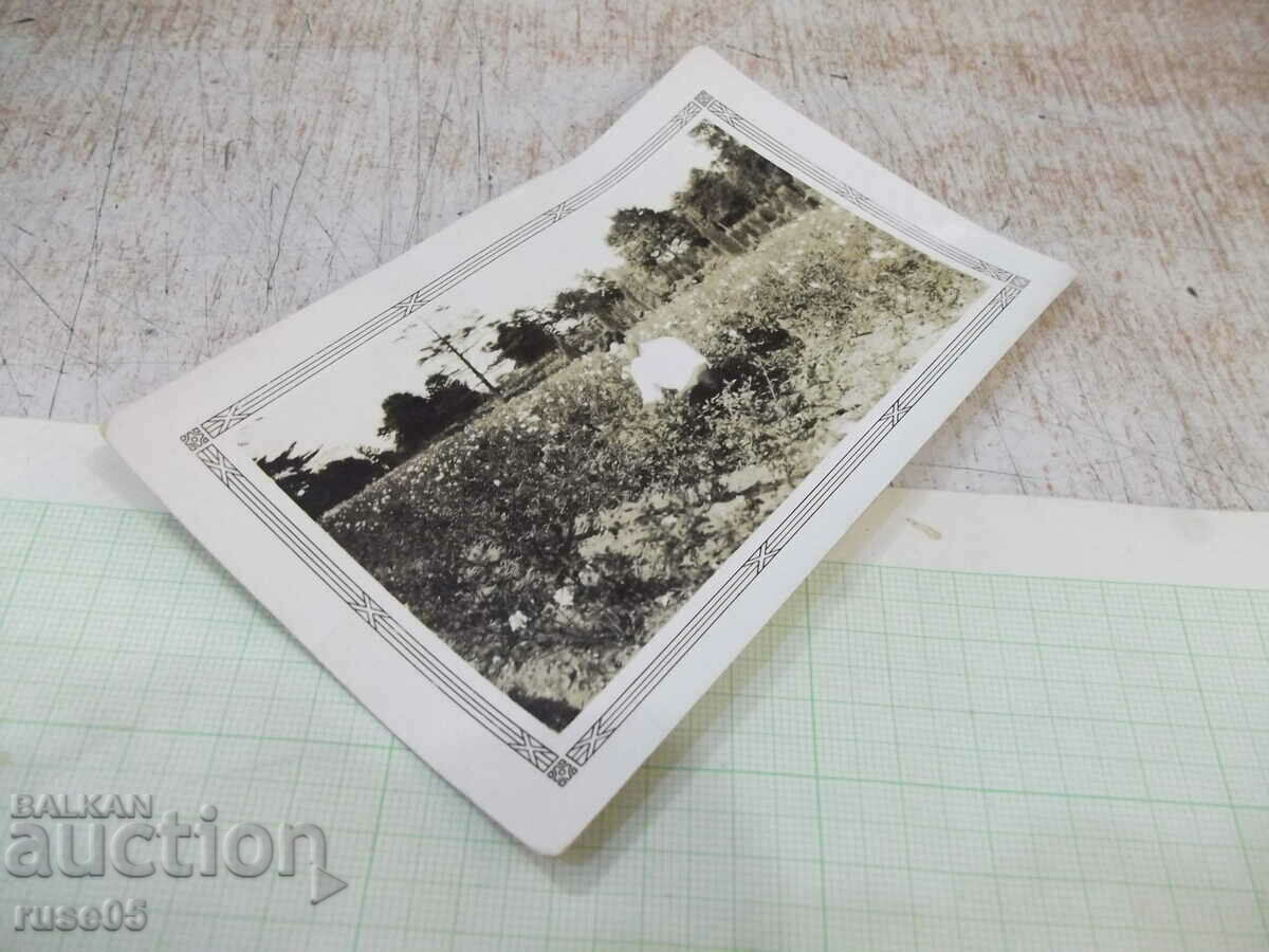 Auction An old photo of a Bulgarian man in a rose garden in America Auction An old photo of a Bulgarian man in a rose garden in America