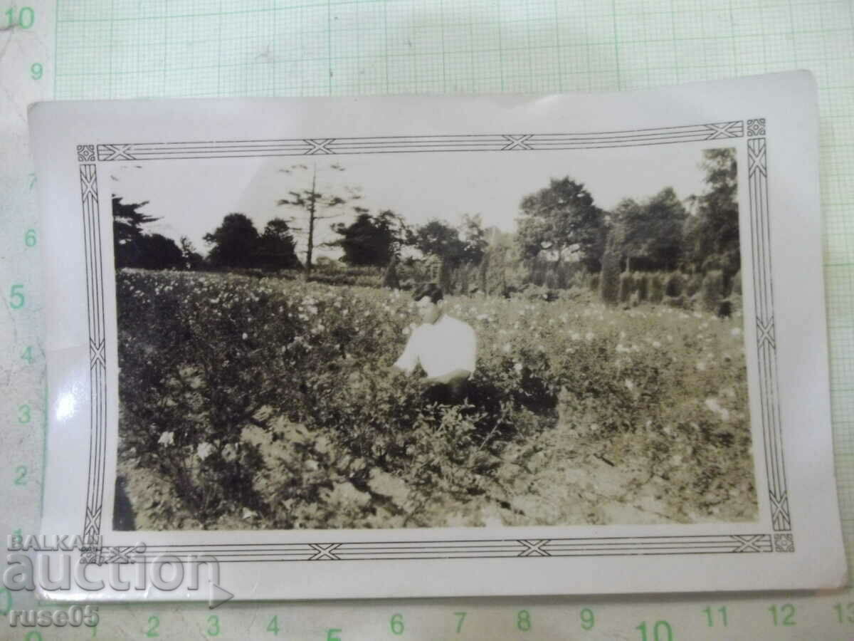 An old photo of a Bulgarian man in a rose garden in America