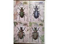 Belarus - fauna, beetles