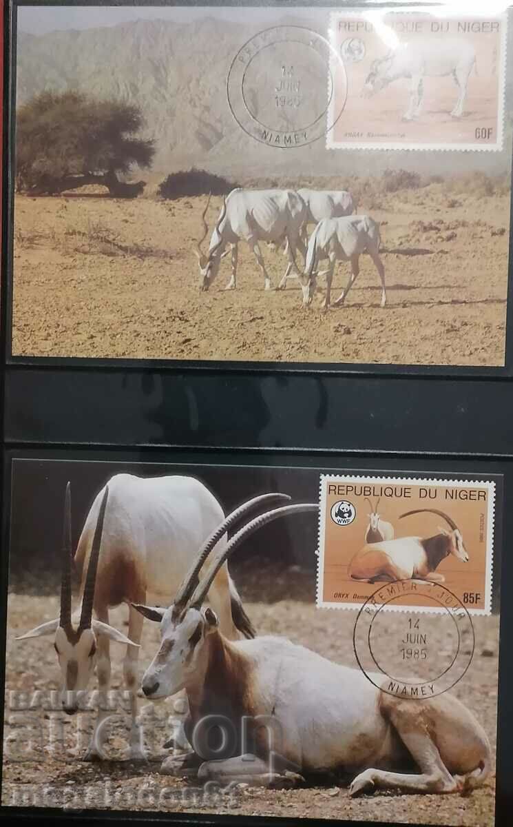 Niger - WWF, Oryx antelope