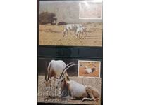 Niger - WWF, antilopa Oryx