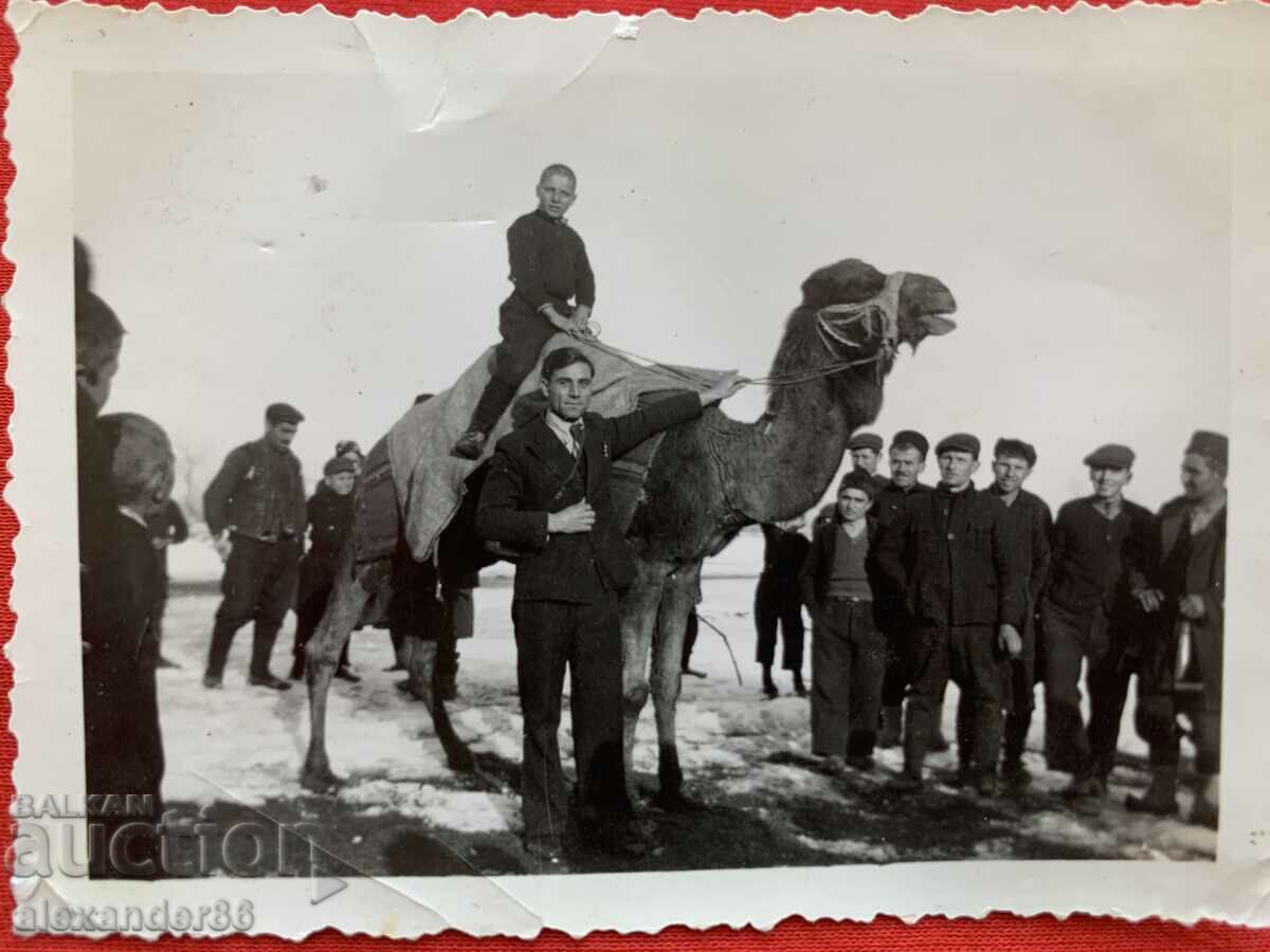 Foto veche copil pe cămilă cu preț 5.00 BGN | € 2.56 Foto veche copil pe cămilă cu preț 5.00 BGN | € 2.56