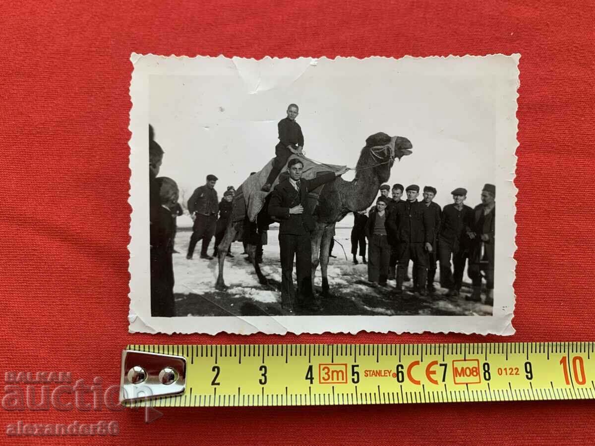 Licitație Foto veche copil pe cămilă Licitație Foto veche copil pe cămilă