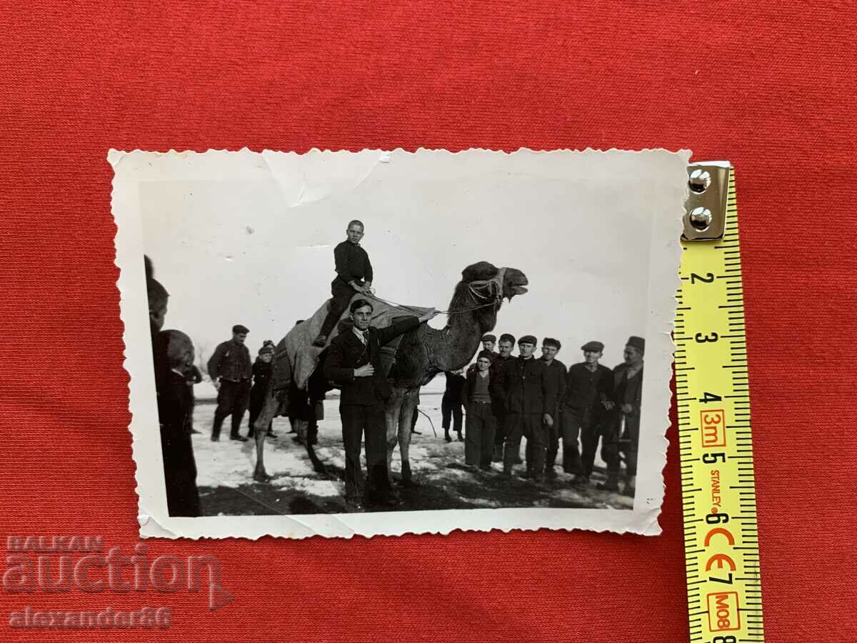 Livrarea Foto veche copil pe cămilă Livrarea Foto veche copil pe cămilă