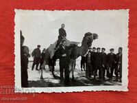 Child on camel old photo