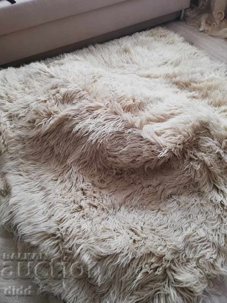 Kitenik - 5 Kitenik - 5