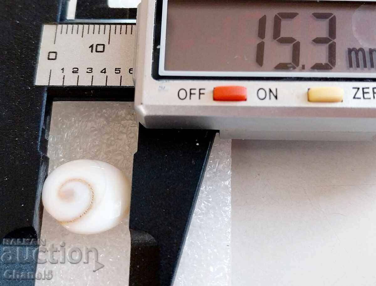 Auction  NATURAL "EYE OF SHIVA" (4)