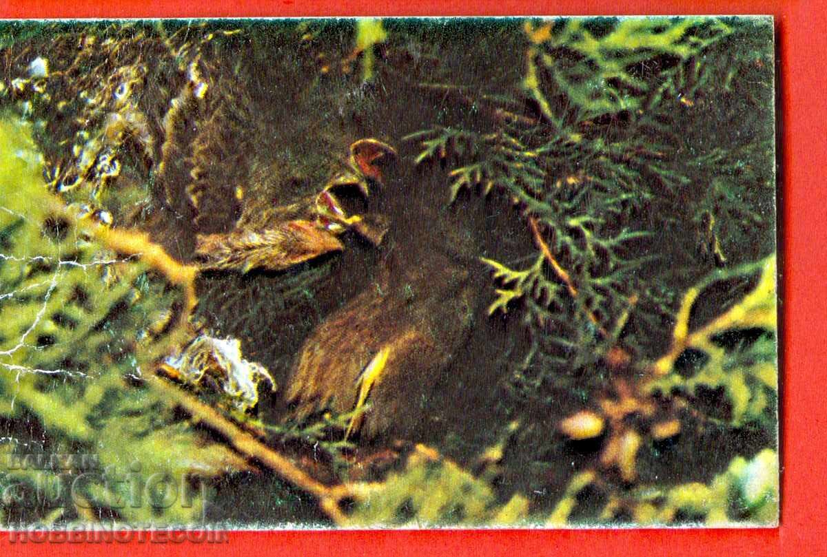 CALENDAR - TESTOSA - 1984