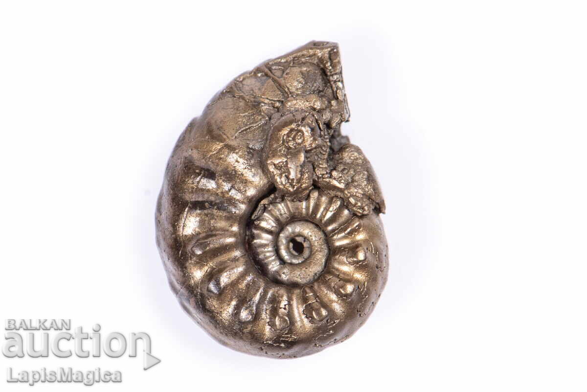 Pyritized Ammonite 1.59g 14.8mm #6 with price 24.00 BGN | € 12.27