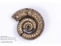 Pyritized Ammonite 2.23g 14.4mm #7