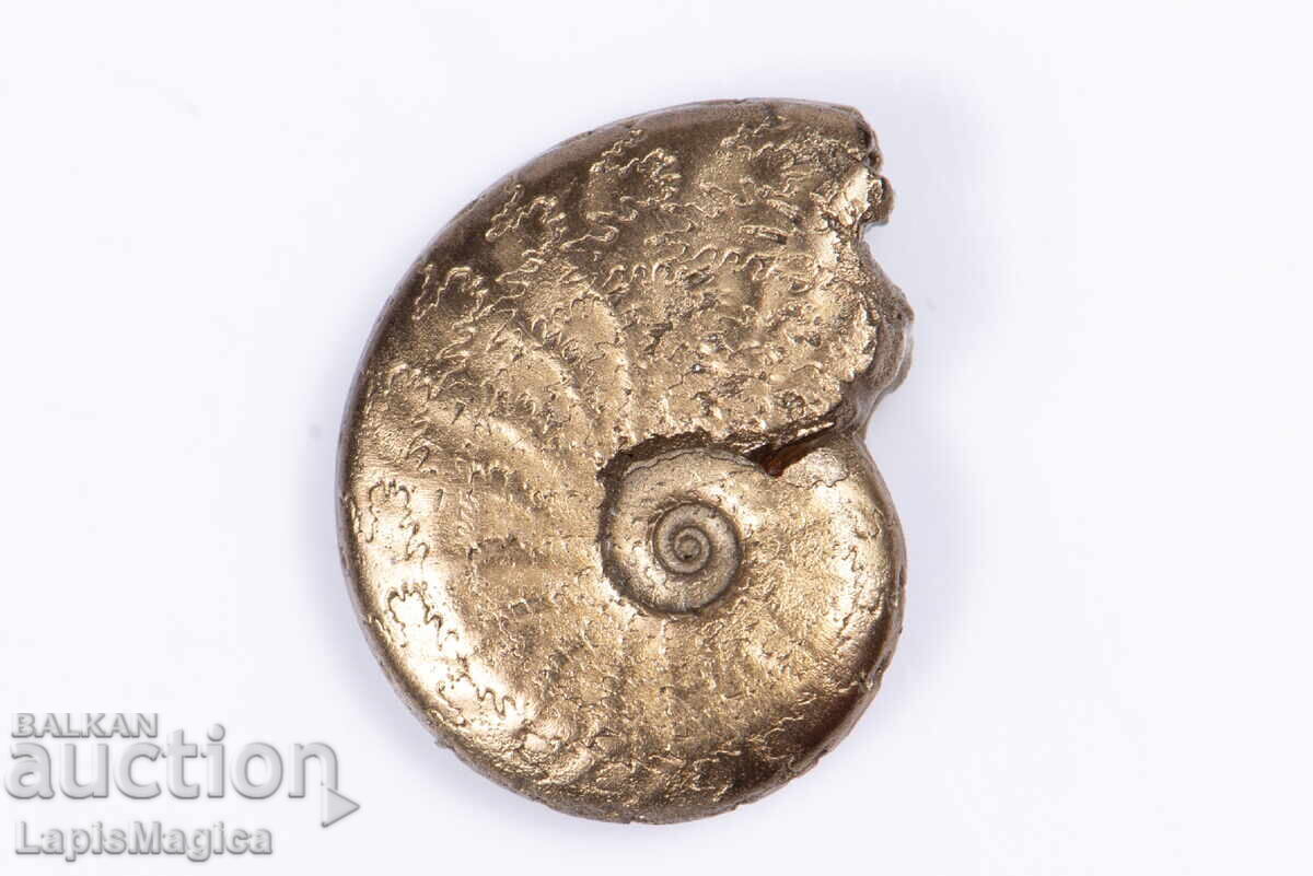 Pyritized Ammonite 1.78g 15.1mm #11 with price 27.00 BGN | € 13.80 Pyritized Ammonite 1.78g 15.1mm #11 with price 27.00 BGN | € 13.80