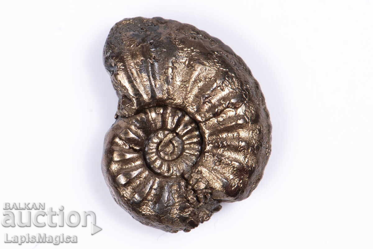Pyritized Ammonite 2,69g 18,3mm #13 με τιμή 33.00 BGN | € 16.87 Pyritized Ammonite 2,69g 18,3mm #13 με τιμή 33.00 BGN | € 16.87