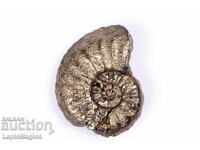 Pyritized Ammonite 2,69g 18,3mm #13