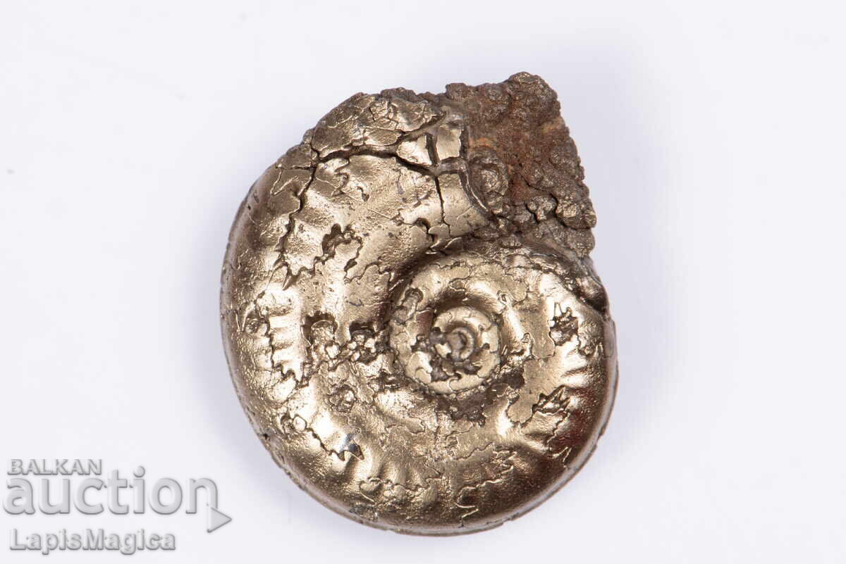 Pyritized Ammonite 3.57g 17.9mm #15 with price 33.00 BGN | € 16.87