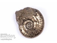 Pyritized Ammonite 3.57g 17.9mm #15