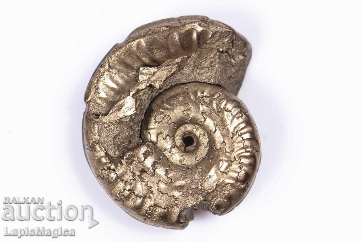 Pyritized Ammonite 5,82g 23,5mm #16 με τιμή 38.00 BGN | € 19.43 Pyritized Ammonite 5,82g 23,5mm #16 με τιμή 38.00 BGN | € 19.43