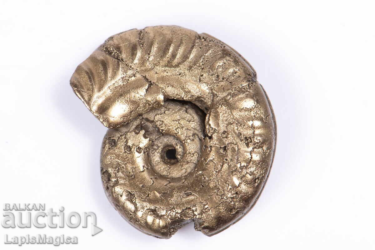 Pyritized Ammonite 5,82g 23,5mm #16