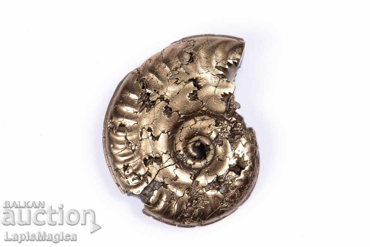 Pyritized Ammonite 5,88g 25,2mm #17